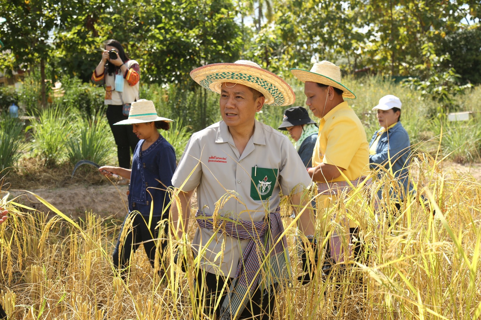 ผู้ว่าฯ สกล ลงแขกเกี่ยวข้าว “โคก หนอง นา โมเดล”