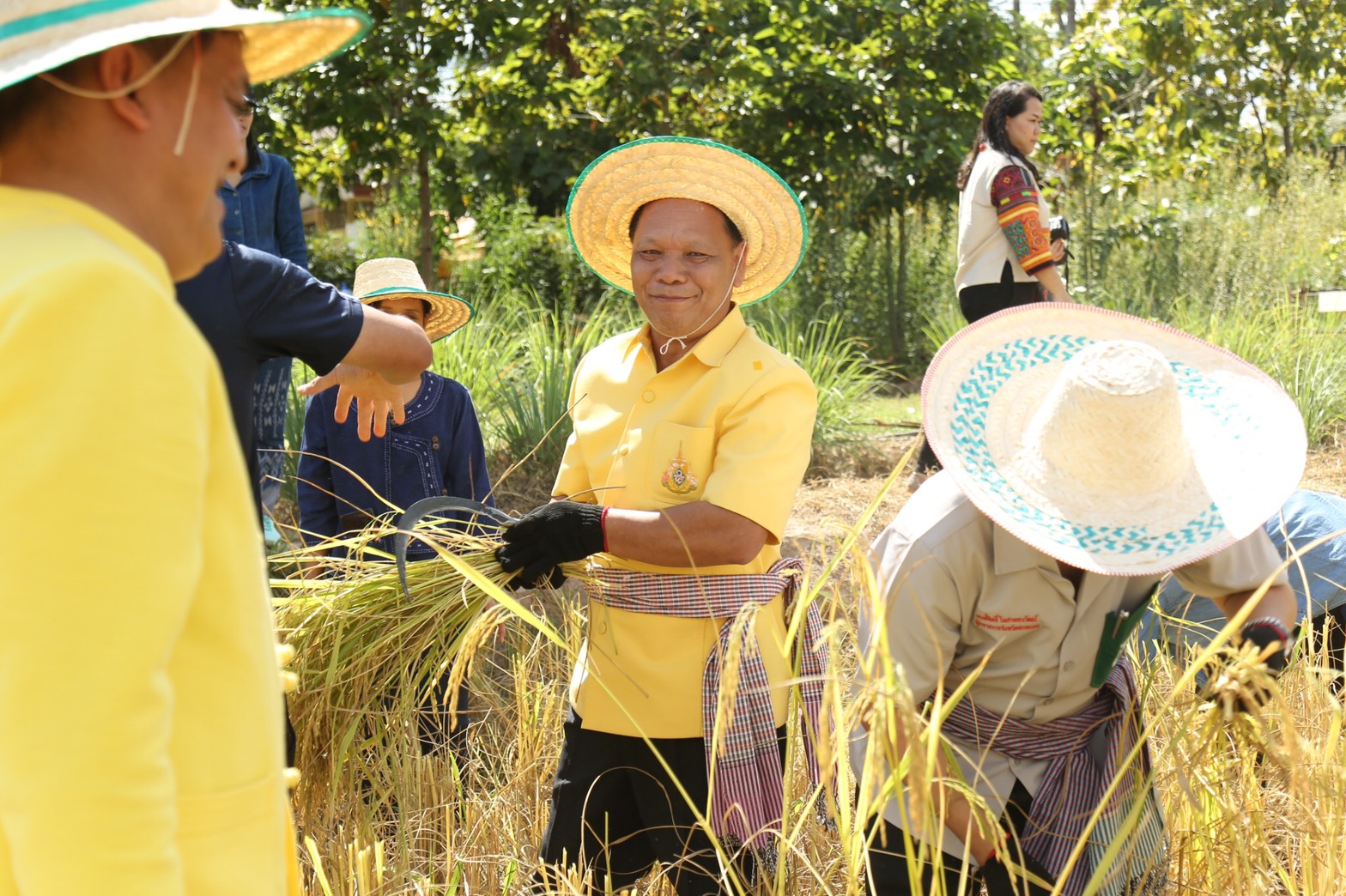 ผู้ว่าฯ สกล ลงแขกเกี่ยวข้าว “โคก หนอง นา โมเดล”