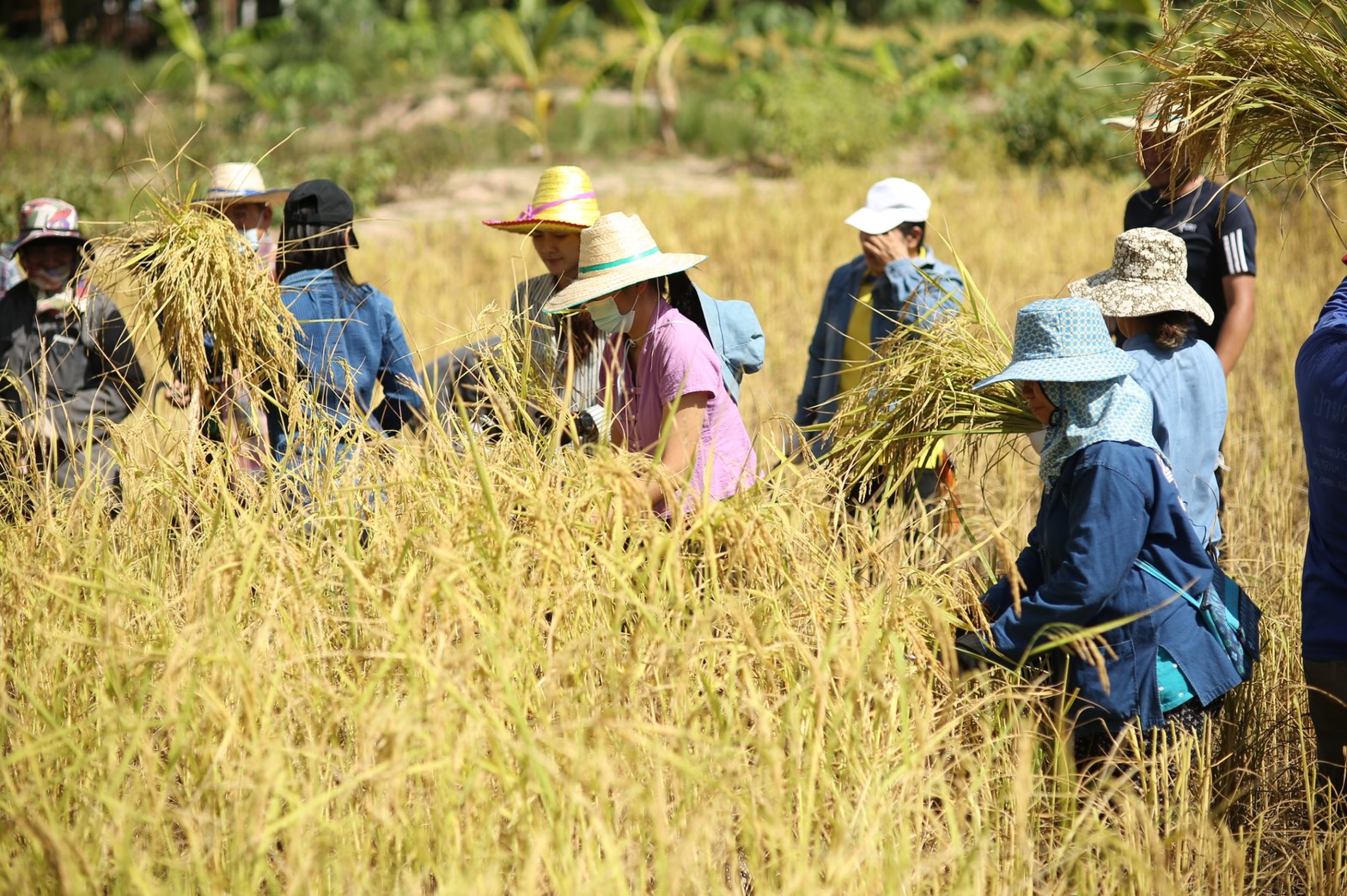 ผู้ว่าฯ สกล ลงแขกเกี่ยวข้าว “โคก หนอง นา โมเดล”