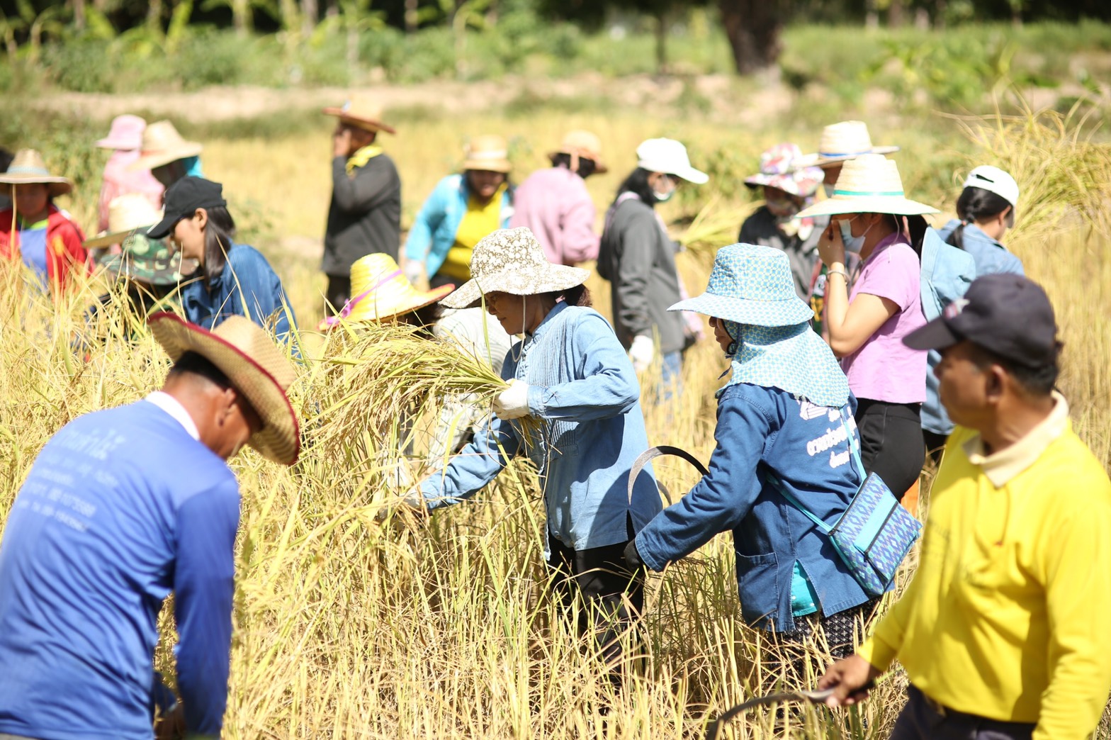 ผู้ว่าฯ สกล ลงแขกเกี่ยวข้าว “โคก หนอง นา โมเดล”