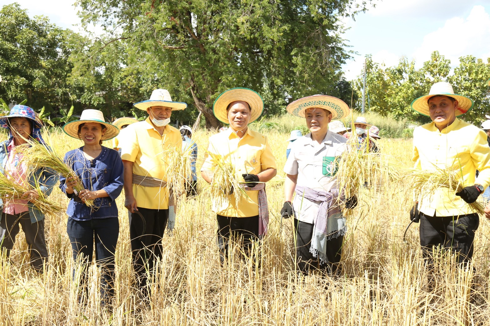 ผู้ว่าฯ สกล ลงแขกเกี่ยวข้าว “โคก หนอง นา โมเดล”