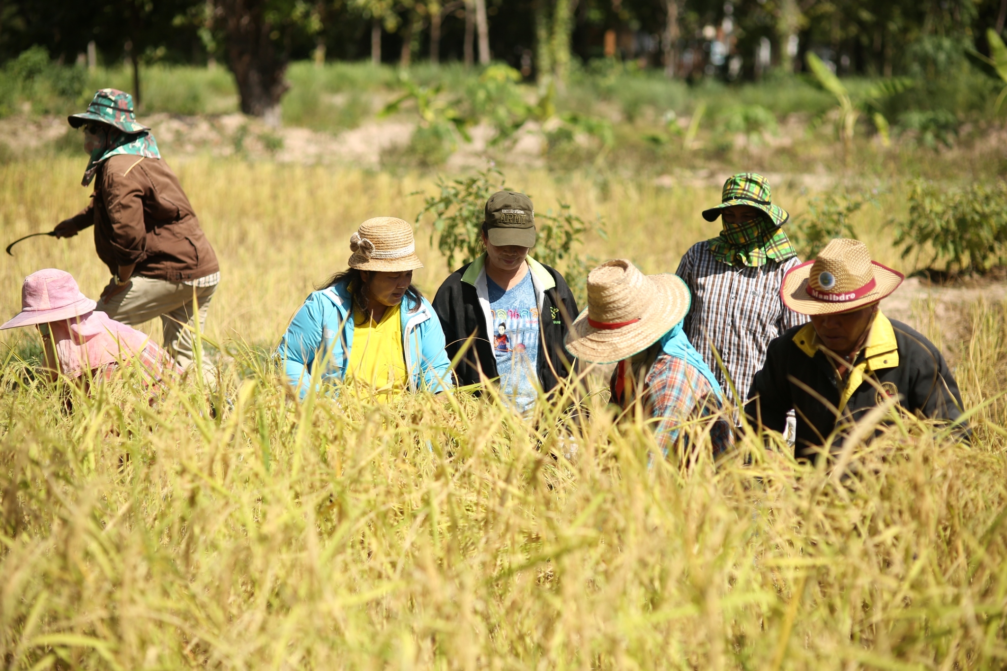 ผู้ว่าฯ สกล ลงแขกเกี่ยวข้าว “โคก หนอง นา โมเดล”