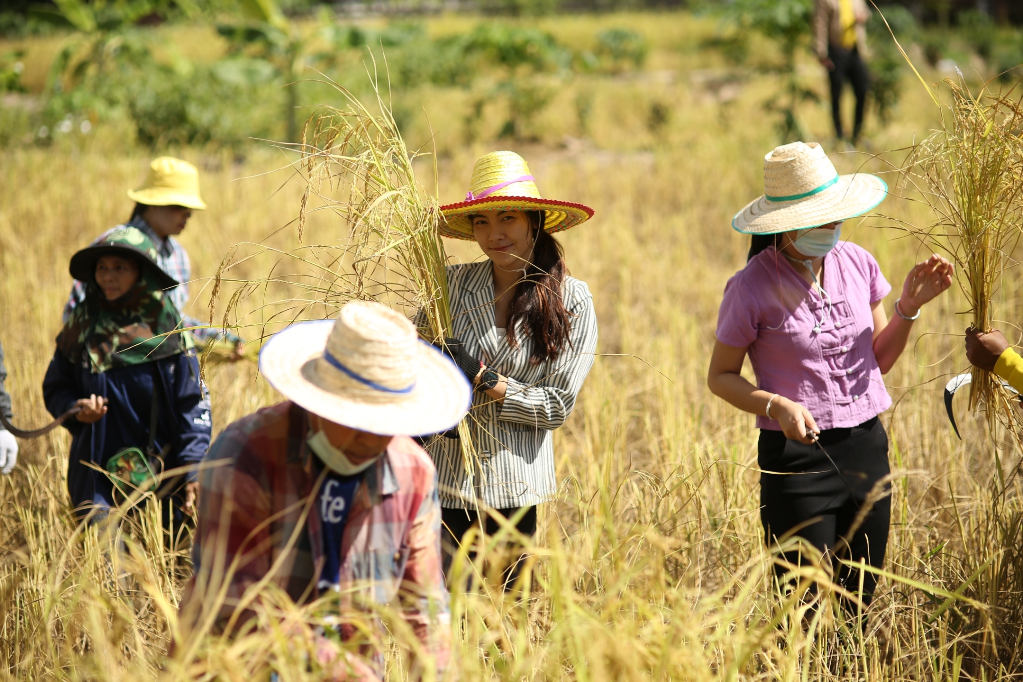 ผู้ว่าฯ สกล ลงแขกเกี่ยวข้าว “โคก หนอง นา โมเดล”