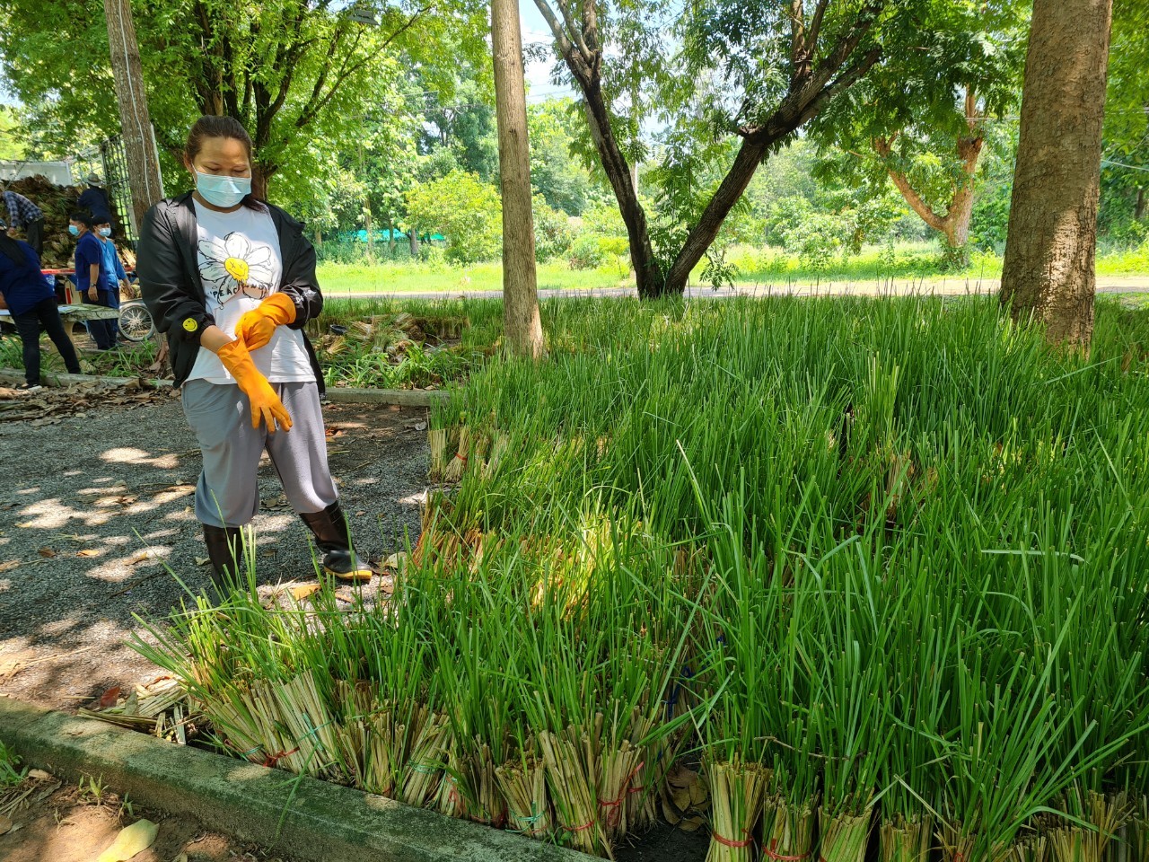 พช.สกลนคร รับมอบหญ้าแฝกสนับสนุน “โคก หนอง นา” พัฒนาชุมชน