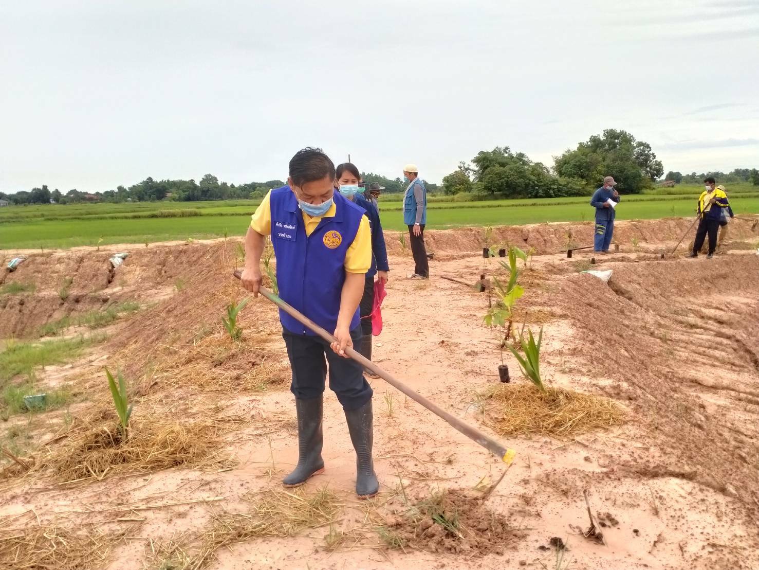 พช.พังโคน เอามื้อสามัคคี ตามหลักทฤษฎีใหม่ “โคก หนอง นา โมเดล”