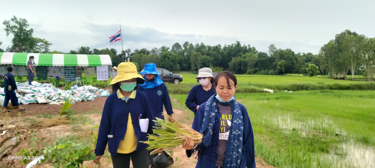 พช.พังโคน เอามื้อสามัคคี ตามหลักทฤษฎีใหม่ “โคก หนอง นา โมเดล”