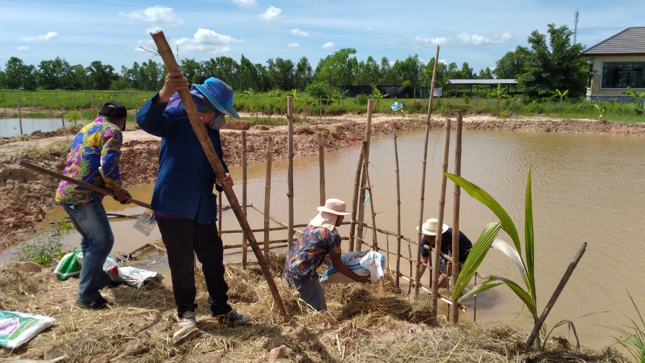 พช.พังโคน เอามื้อสามัคคี แปลง HLM “โคก หนอง นา”