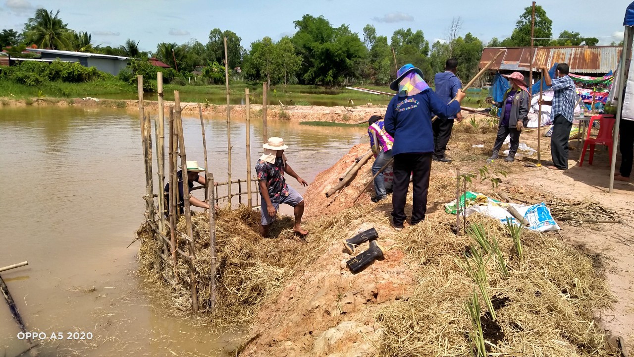พช.พังโคน เอามื้อสามัคคี แปลง HLM “โคก หนอง นา”
