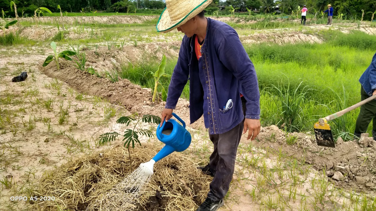 พช.พังโคน เอามื้อสามัคคี แปลง HLM “โคก หนอง นา”