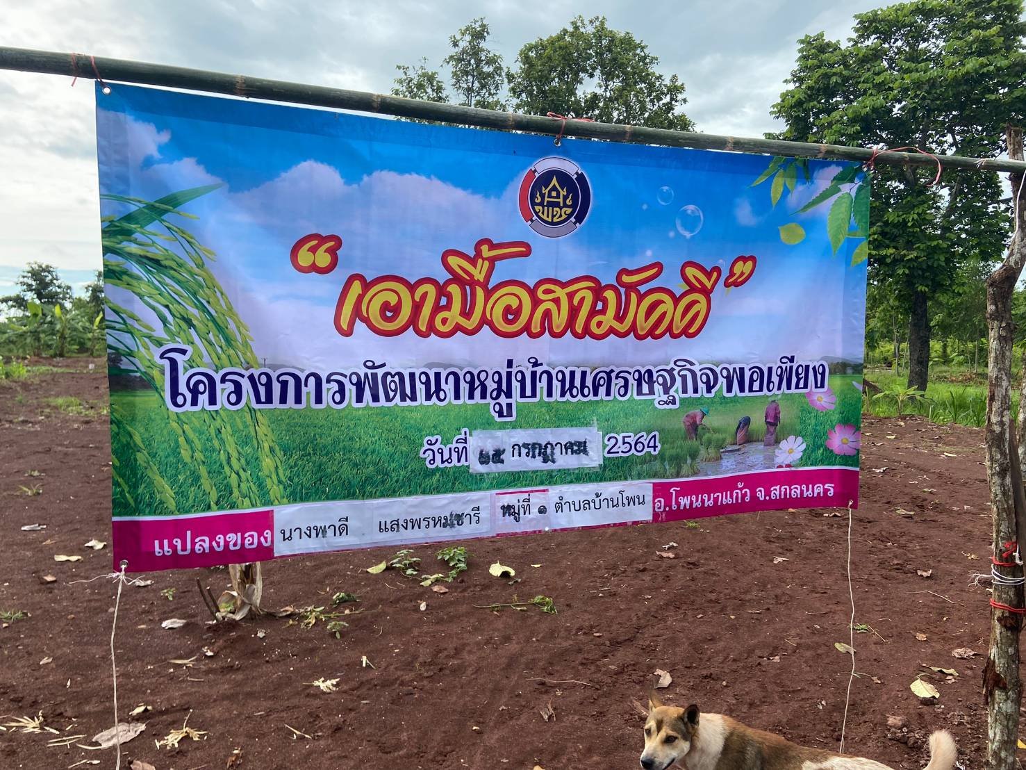 พช.โพนนาแก้ว เอามื้อสามัคคี “โคก หนอง นา พช.” แปลง นางพาดี แสงพรมชารี