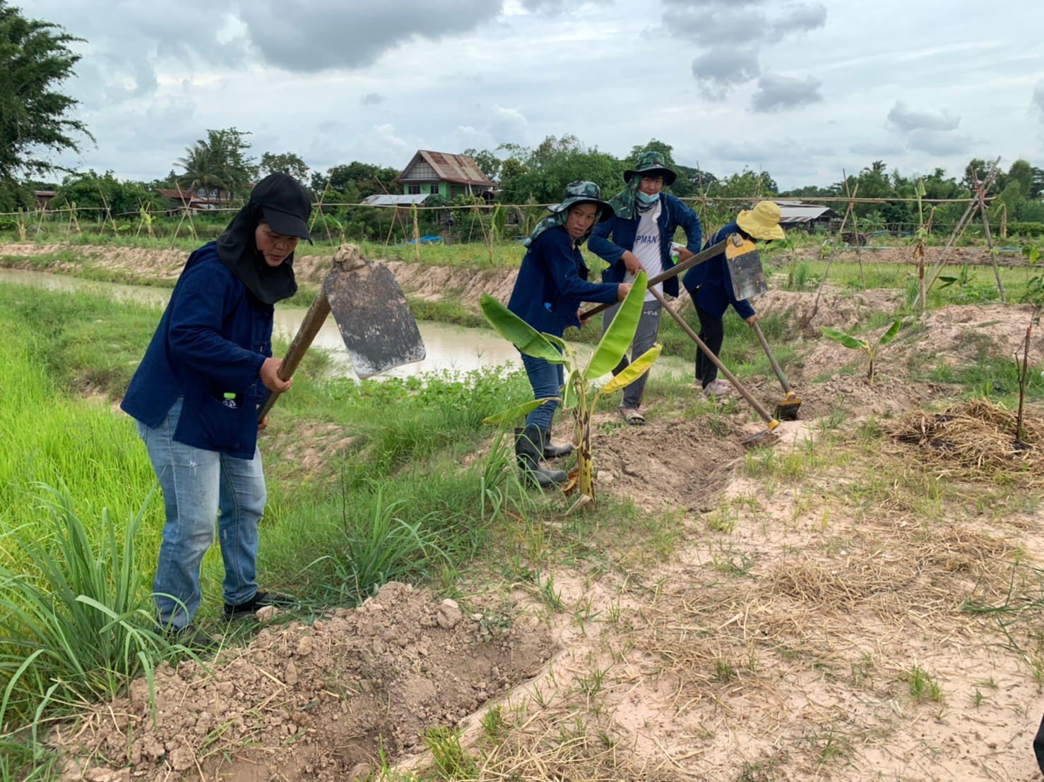 พช.พังโคน เอามื้อสามัคคี แปลง HLM “โคก หนอง นา”