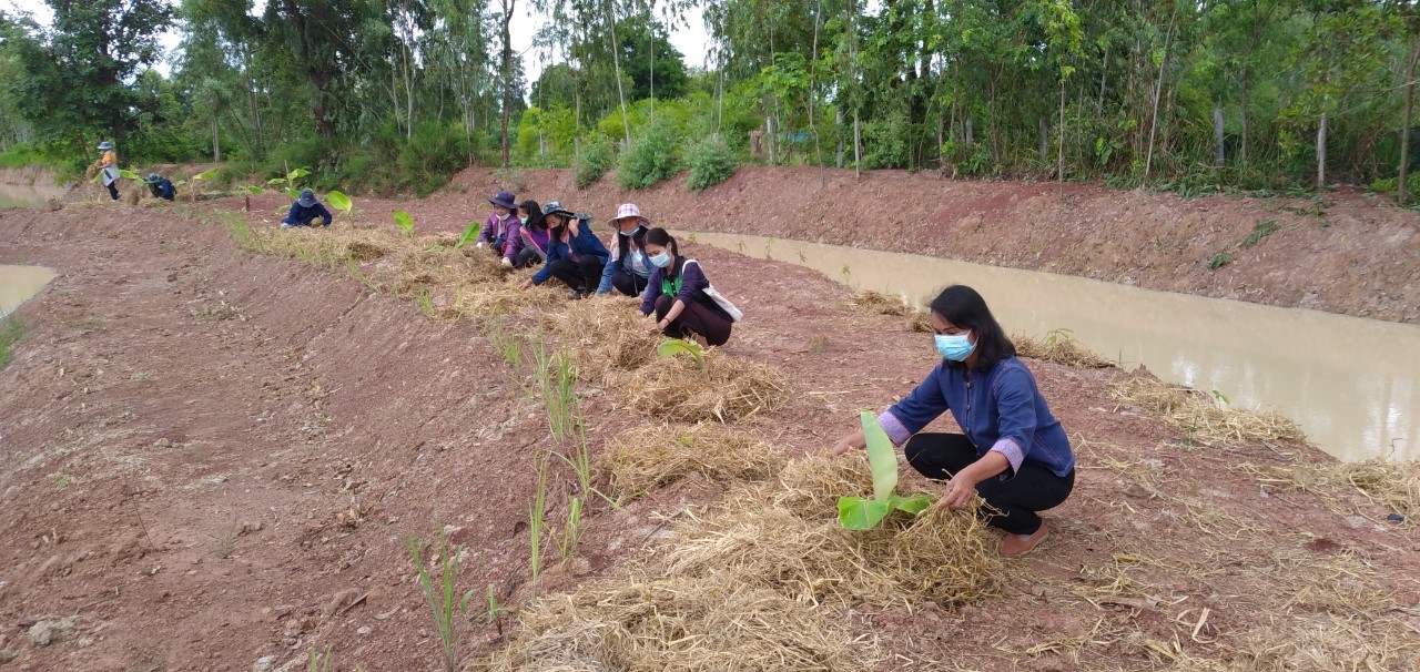 พช.พังโคน เอามื้อสามัคคี สร้างการเรียนรู้ แปลง HLM นางขนิษฐา จิตรเจริญ