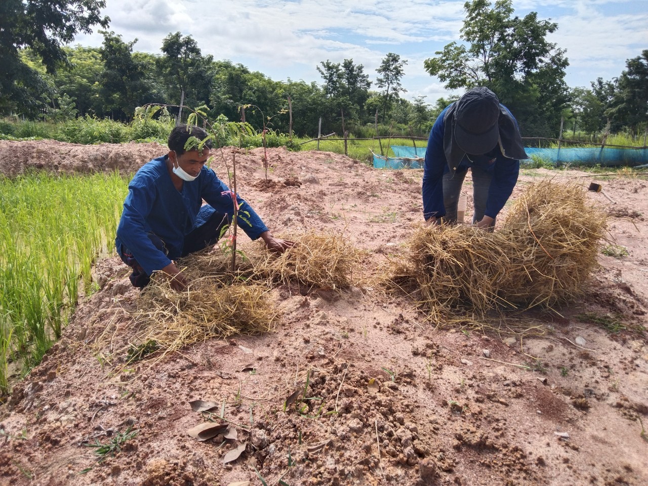พช.พังโคน เอามื้อสามัคคี  “โคก หนอง นา” แปลง HLM นายศรศักดิ์ ศรีสร้อย