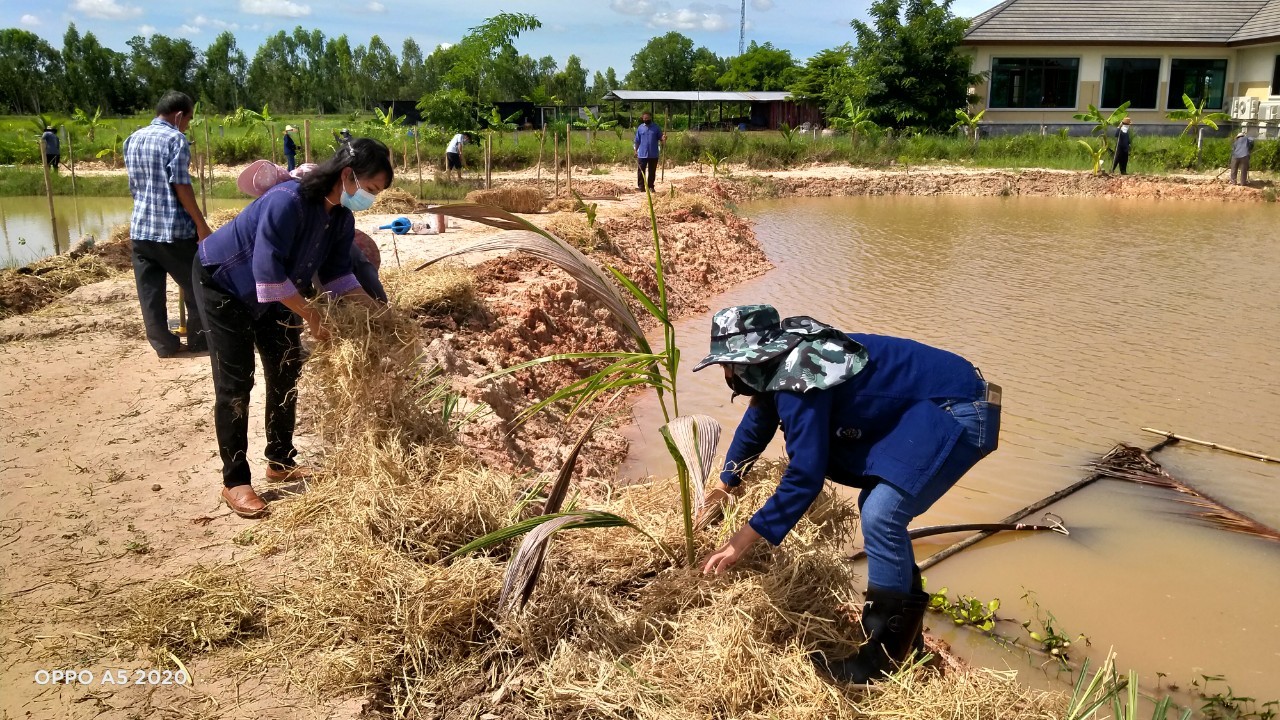 พช.พังโคน เอามื้อสามัคคี แปลง HLM “โคก หนอง นา”