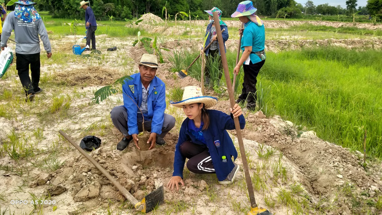 พช.พังโคน เอามื้อสามัคคี แปลง HLM “โคก หนอง นา”