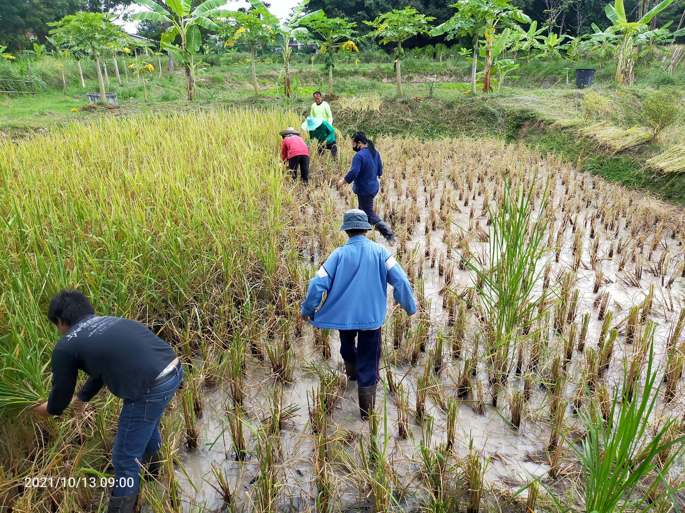 พจ.สกลนคร : ร่วมกิจกรรมลงแขกเกี่ยวข้าว ณ ศูนย์ฯ ฝั่งแดง