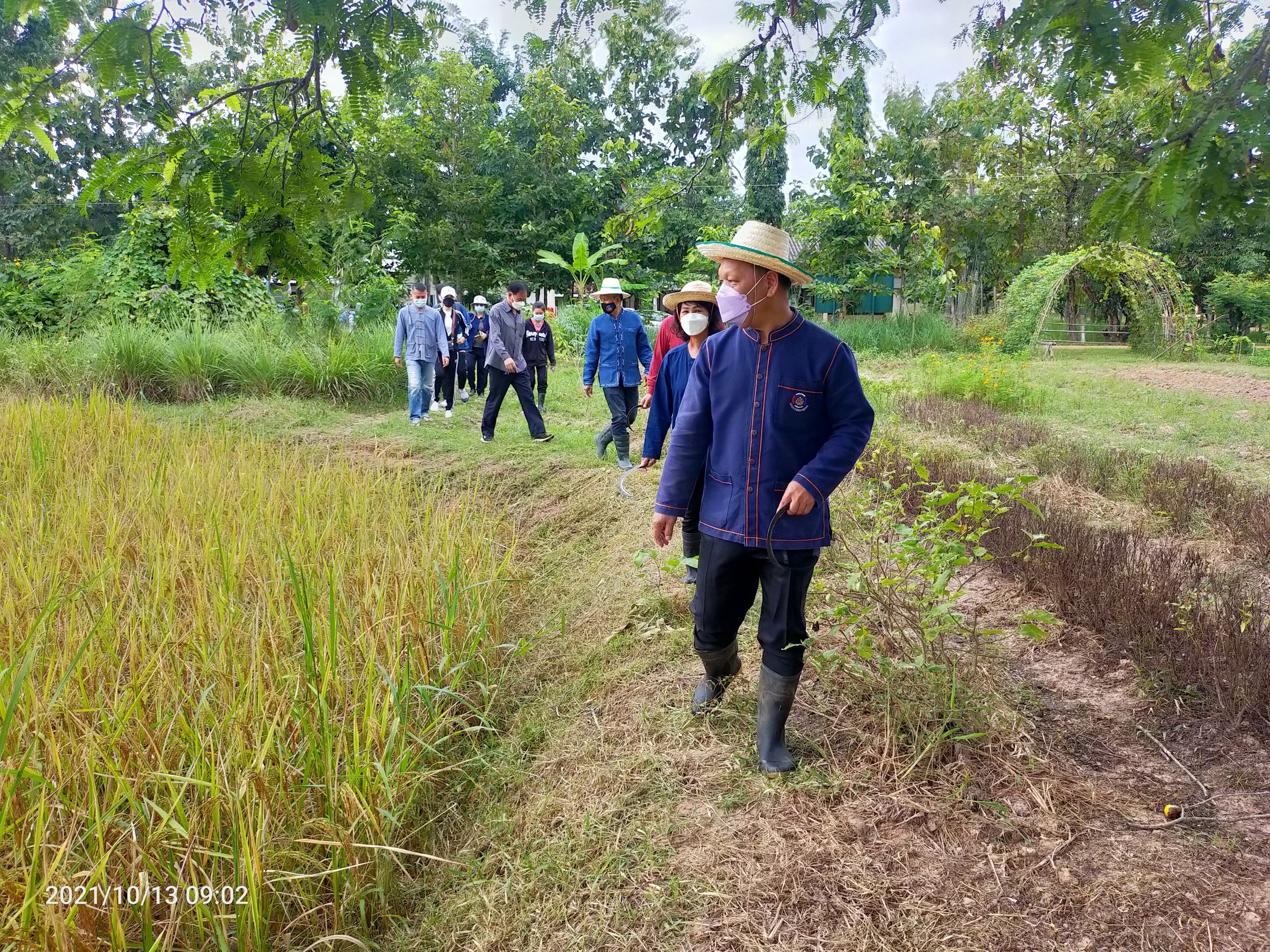 พจ.สกลนคร : ร่วมกิจกรรมลงแขกเกี่ยวข้าว ณ ศูนย์ฯ ฝั่งแดง