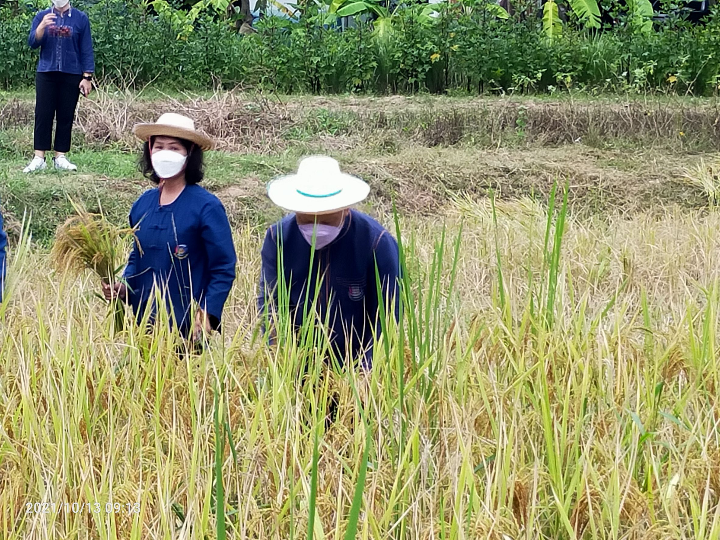 พจ.สกลนคร : ร่วมกิจกรรมลงแขกเกี่ยวข้าว ณ ศูนย์ฯ ฝั่งแดง