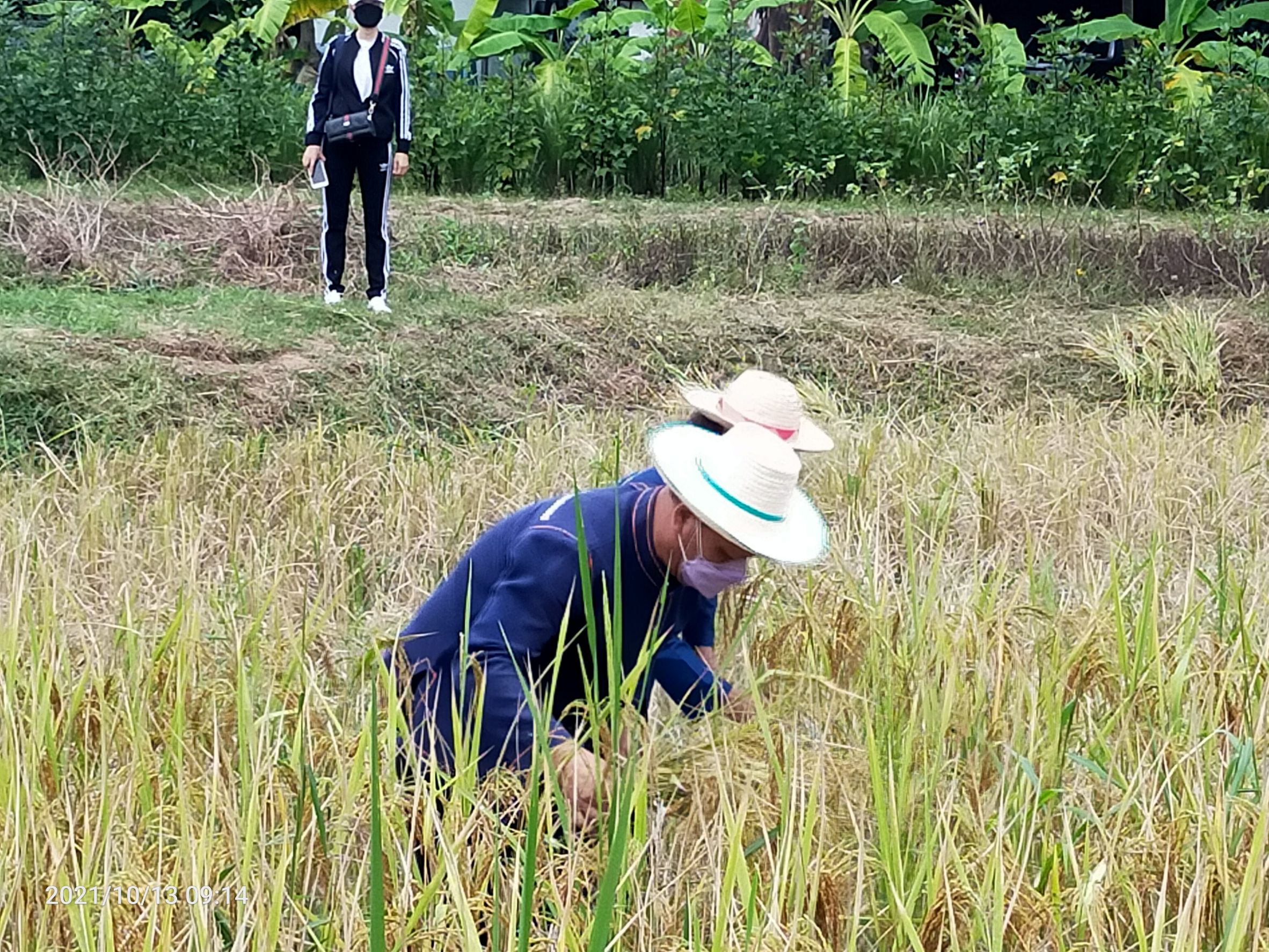 พจ.สกลนคร : ร่วมกิจกรรมลงแขกเกี่ยวข้าว ณ ศูนย์ฯ ฝั่งแดง