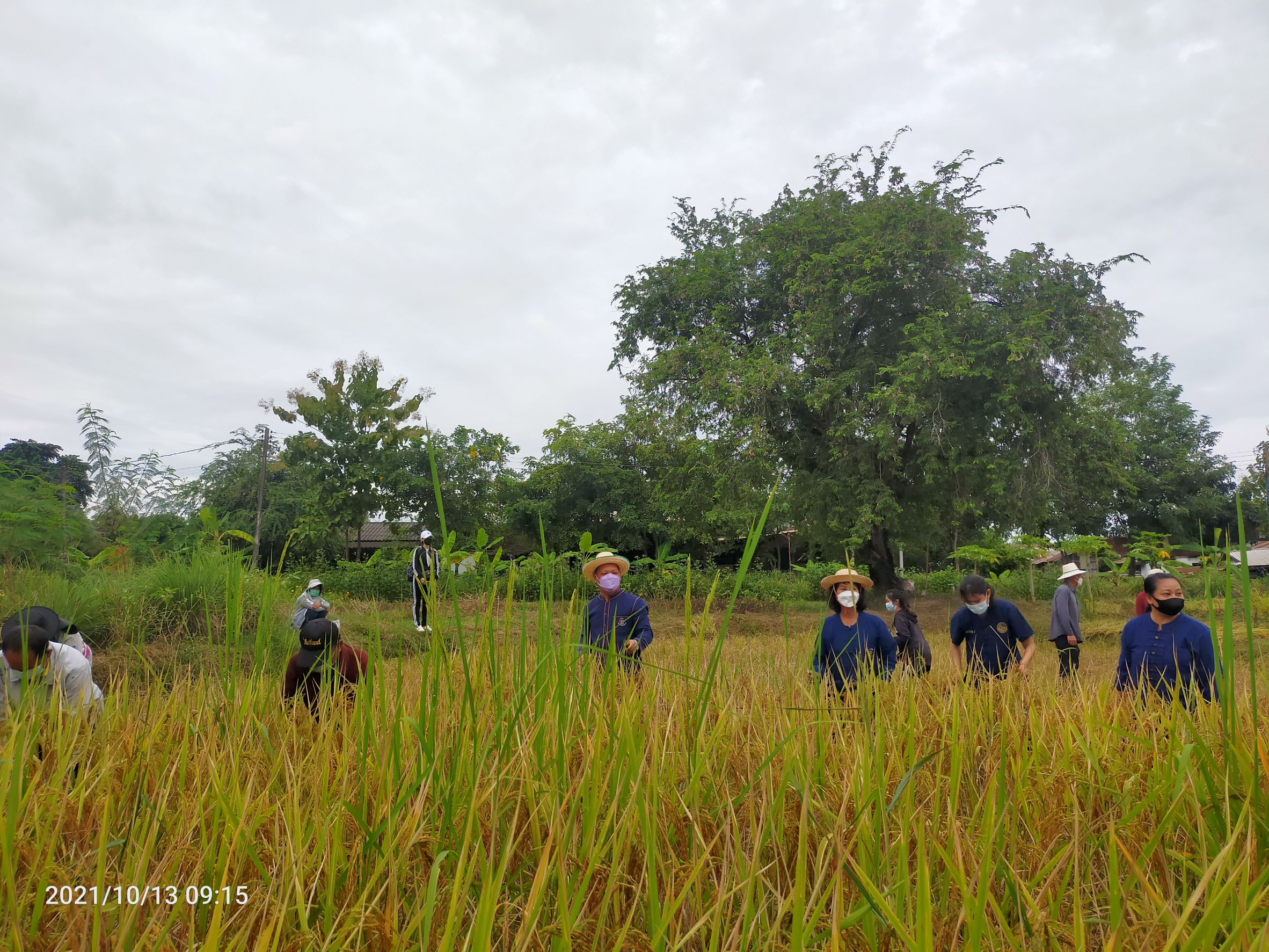 พจ.สกลนคร : ร่วมกิจกรรมลงแขกเกี่ยวข้าว ณ ศูนย์ฯ ฝั่งแดง
