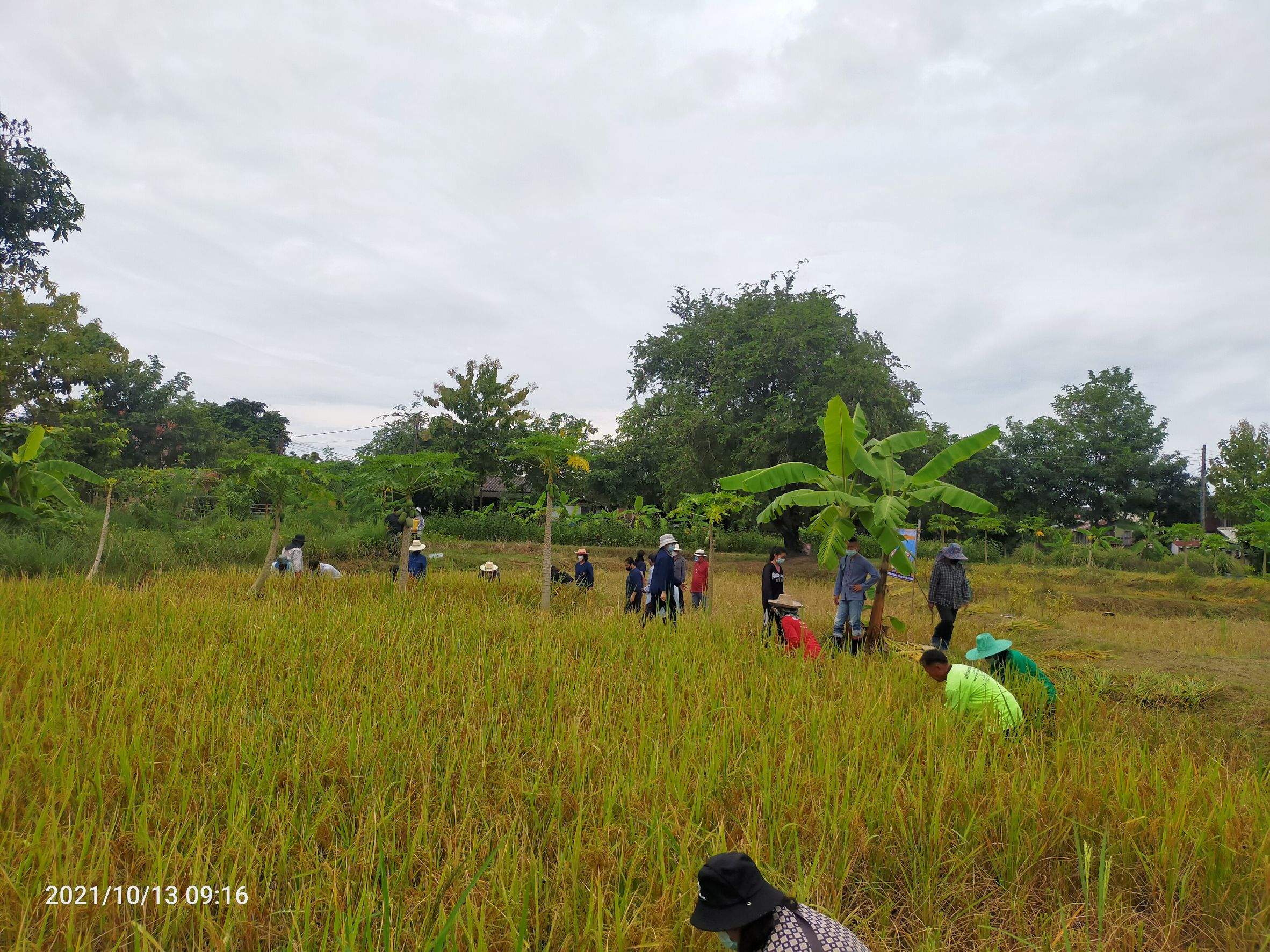 พจ.สกลนคร : ร่วมกิจกรรมลงแขกเกี่ยวข้าว ณ ศูนย์ฯ ฝั่งแดง