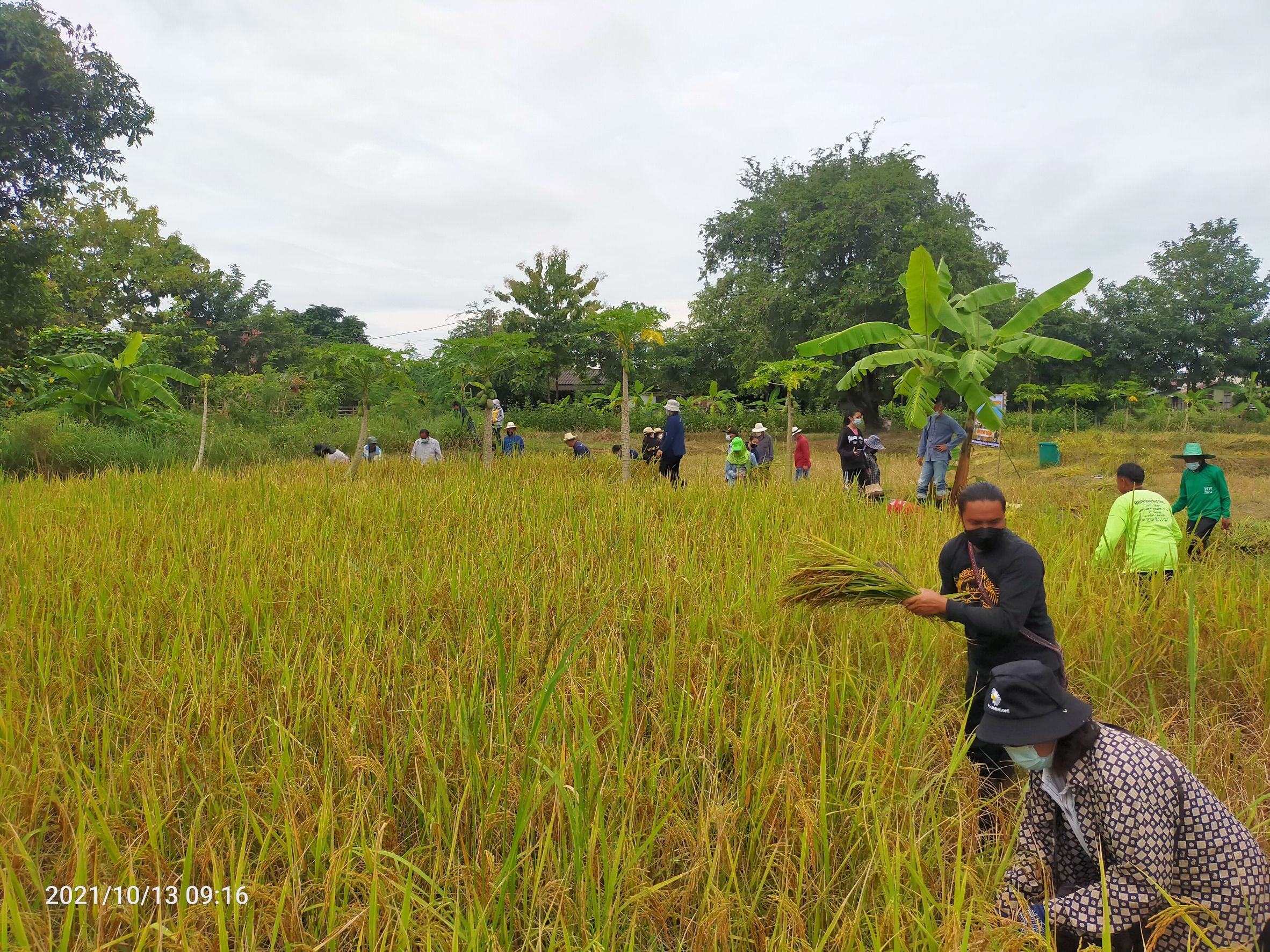 พจ.สกลนคร : ร่วมกิจกรรมลงแขกเกี่ยวข้าว ณ ศูนย์ฯ ฝั่งแดง