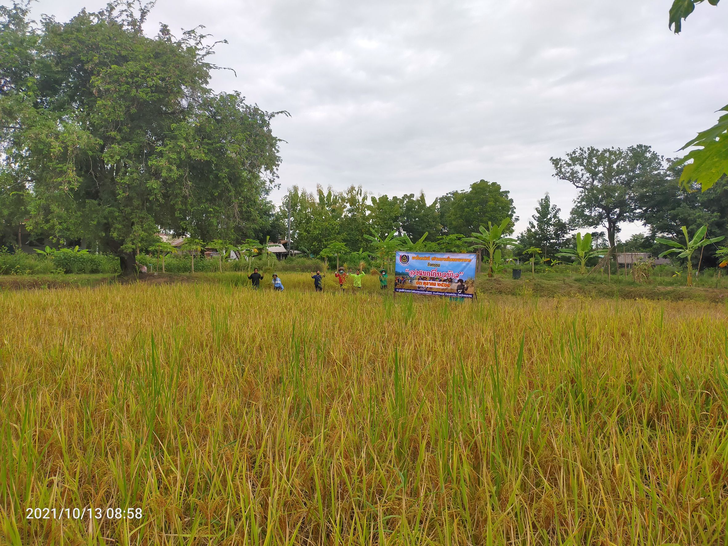 พจ.สกลนคร : ร่วมกิจกรรมลงแขกเกี่ยวข้าว ณ ศูนย์ฯ ฝั่งแดง
