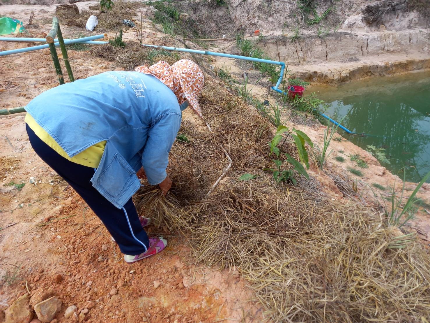 สุดสัปดาห์ “โคก หนอง นา โมเดล” สกลนคร