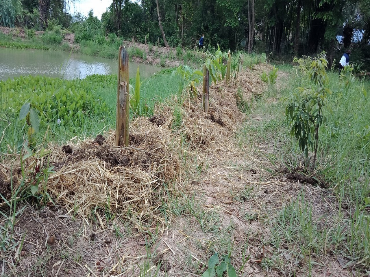 พจ.สกลนคร : เอามื้อสามัคคี “โคก หนองนา โมเดล”