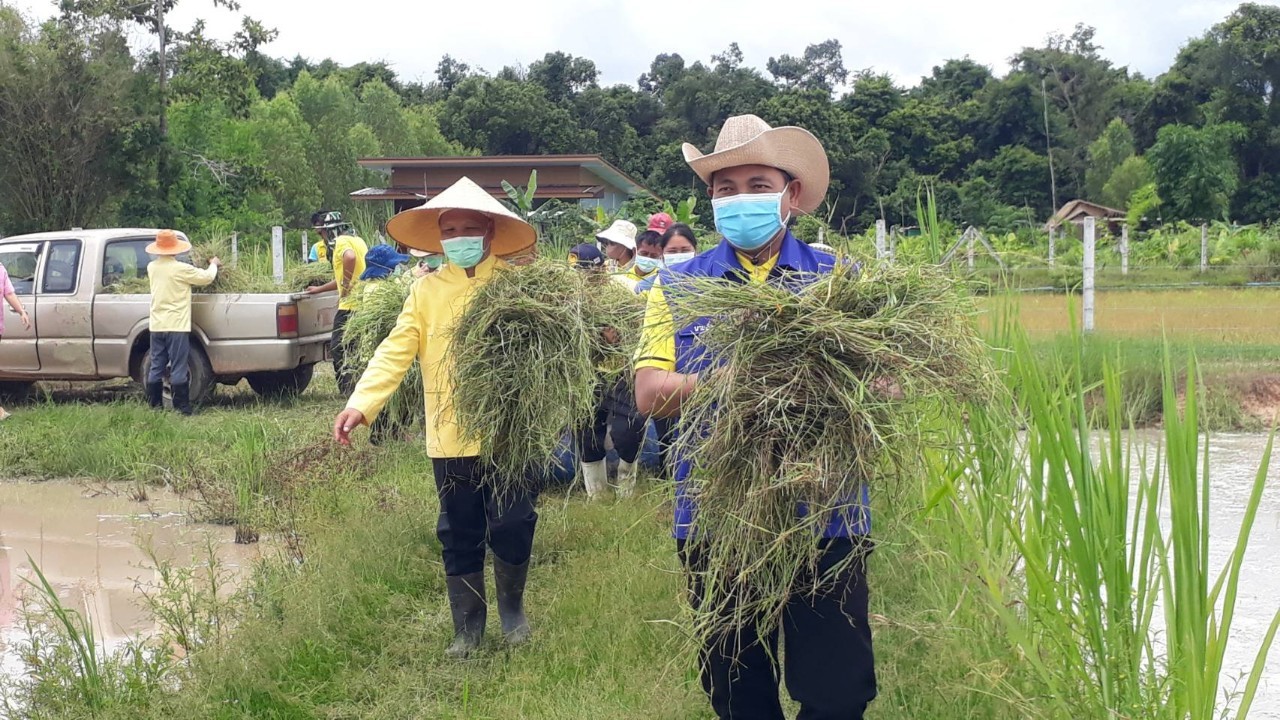 พัฒนาการจังหวัดสกลนคร : ร่วมเอามื้อสามัคคี  ศูนย์ผู้นำจิตอาสาพัฒนาชุมชน ตามโครงการ 130 ปี กระทรวงมหาดไทย”ความสุขสร้างได้  ด้วยใจอาสา” อำเภอเต่างอย  จังหวัดสกลนคร