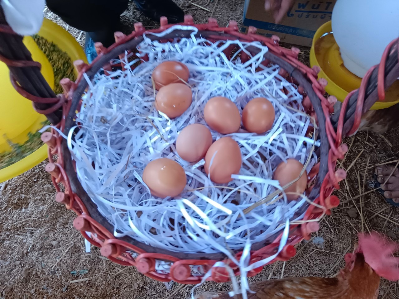 ดอนกอย หมู่บ้านพัฒนาที่ยั่งยืน (Sustainable Village) : ต้อนรับผู้ตรวจราชการกรม กรมการพัฒนาชุมชน ติดตามการส่งเสริมการท่องเที่ยวเชิงสร้างสรรค์ กับกิจกรรมการเรียนรู้ที่นักท่องเที่ยวลงมือปฏิบัติ (D-HOPE)
