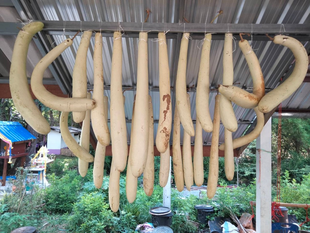 จังหวัดสกลนคร : จัดกิจกรรมปลูกต้นไม้ เนื่องในวันต้นไม้ประจำปีของชาติ ประจำปี 2566  ณ บ้านดอนกอย หมู่บ้านพัฒนาที่ยั่งยืน (Sustainable Village)