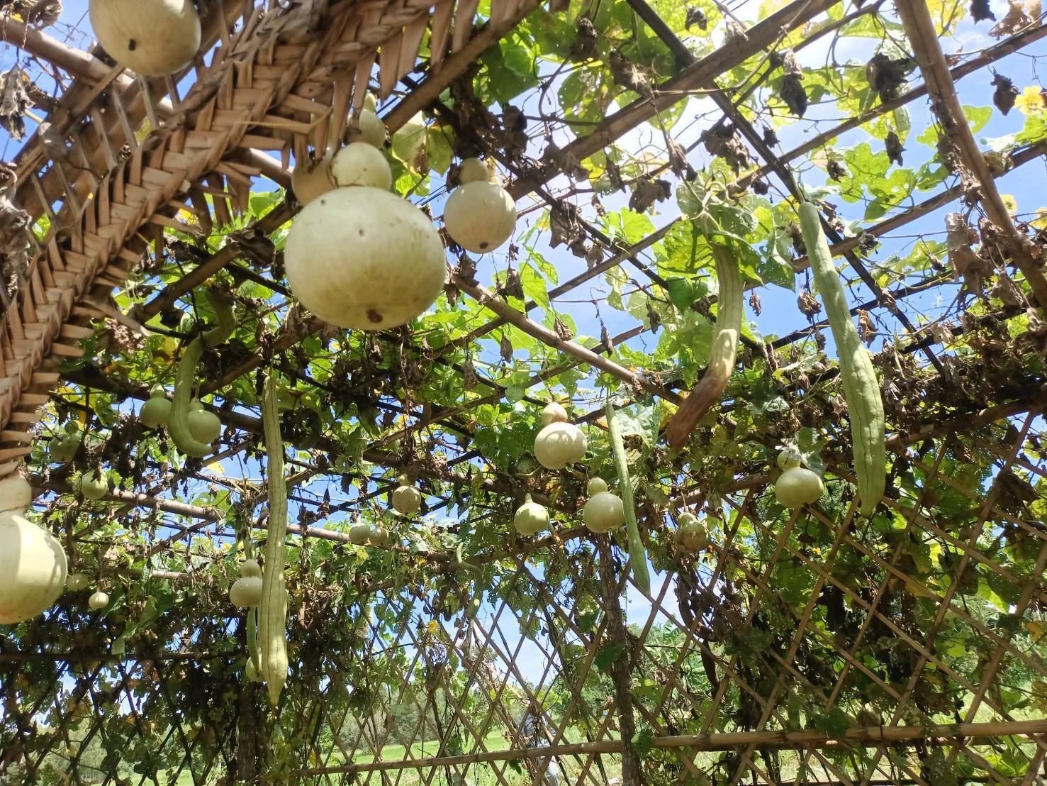 พช. สกลนคร จัดกิจกรรมเอามื้อสามัคคีปรับปรุงภูมิทัศน์บ้านดอนกอย เน้นการบูรณาการในระดับพื้นที่ เพื่อเตรียมการรับเสด็จสมเด็จพระเจ้าลูกยาเธอ เจ้าฟ้าทีปังกรรัศมีโชติ มหาวชิโรตตมางกูร สิริวิบูลยราชกุมาร